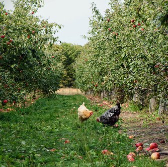 chickens in orchard on grass 500 pixels.jpg