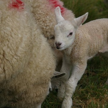 Lamb crop 1
