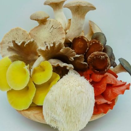 Merit Mushrooms