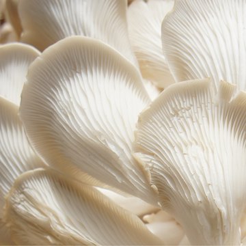 Oyster Mushrooms 2.jpg